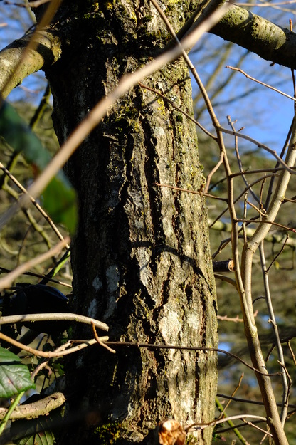 January close-up photo