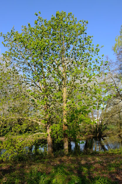 April tree photo