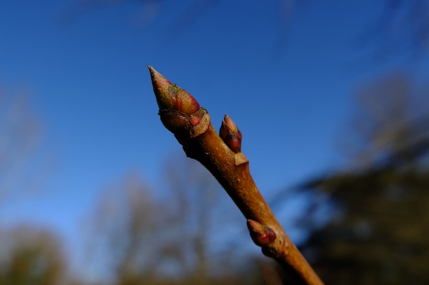 January close-up photo