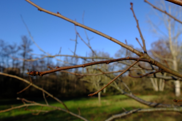 January close-up photo