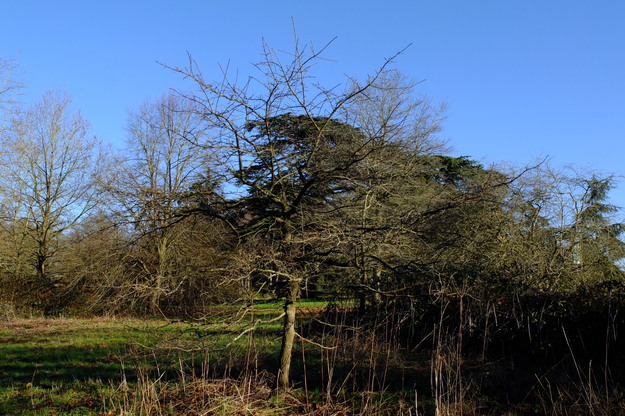 January tree photo