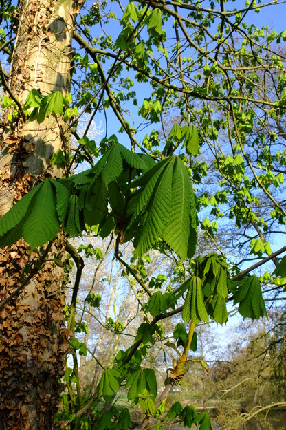 April close-up photo