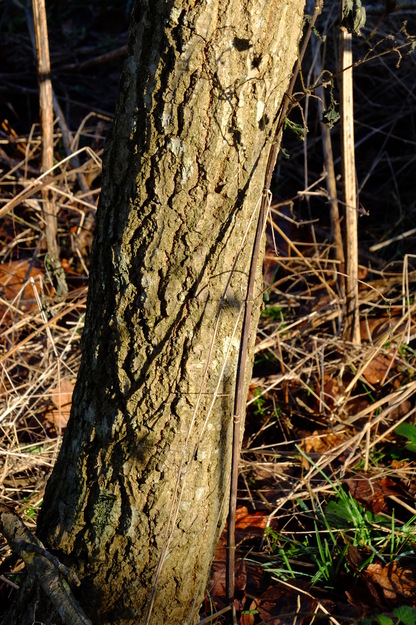 January close-up photo