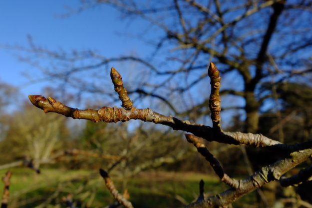 January close-up photo