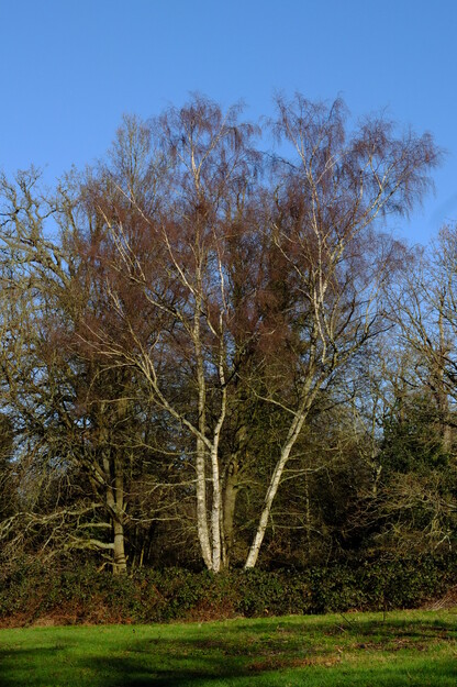 January tree photo
