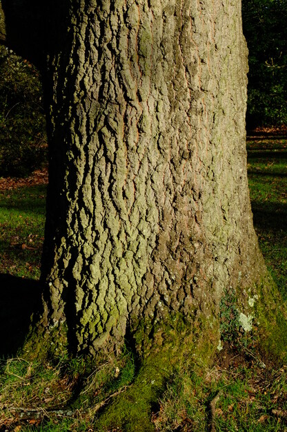 January close-up photo