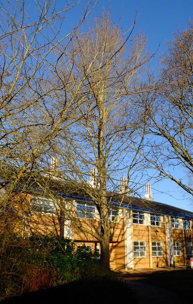 January tree photo