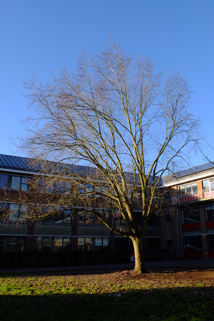 January tree photo