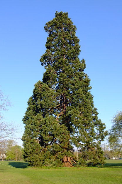 Sports field tree photo
