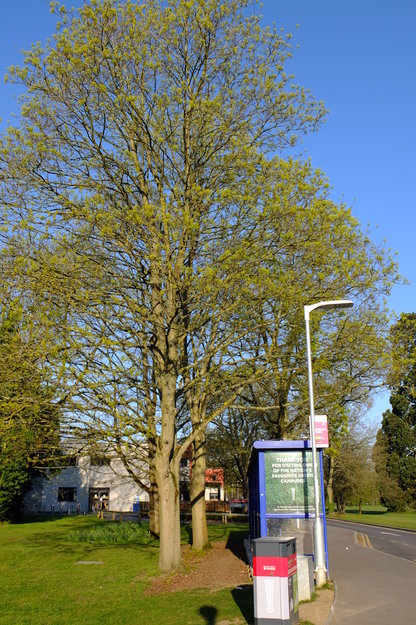 April tree photo