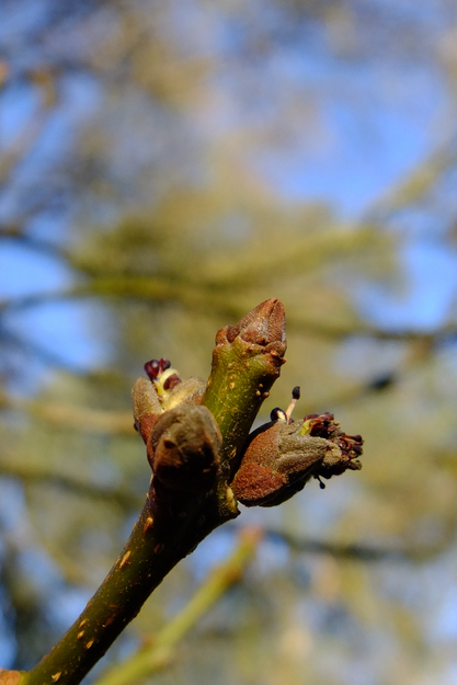 February close-up photo