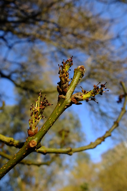 February close-up photo