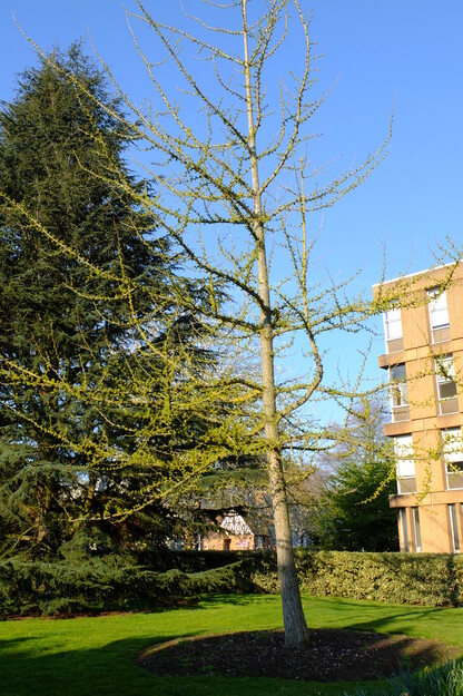 April tree photo