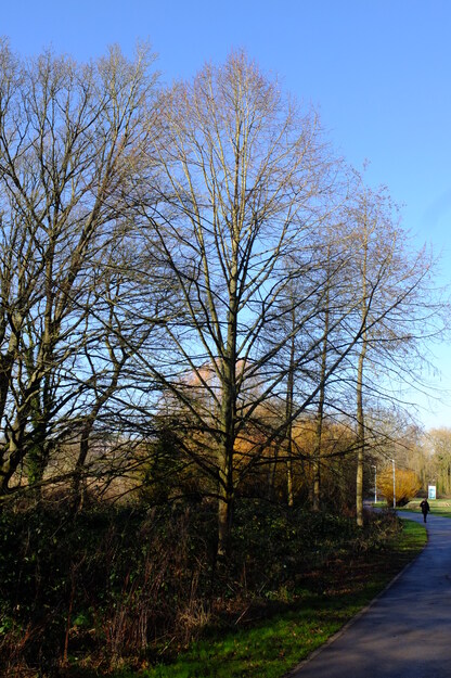 February tree photo
