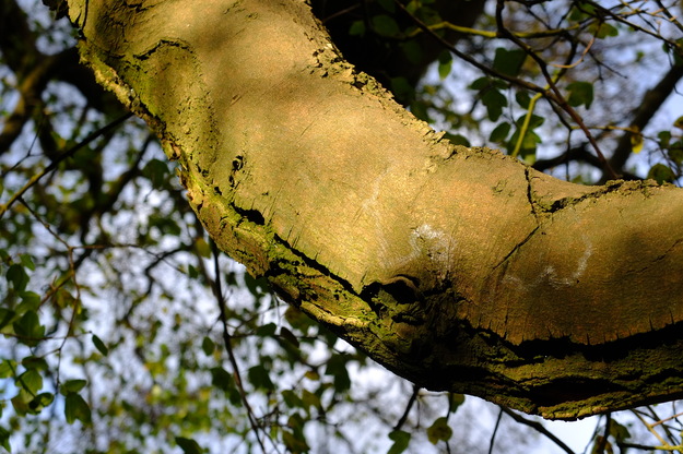February close-up photo