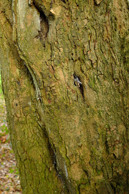 February close-up photo