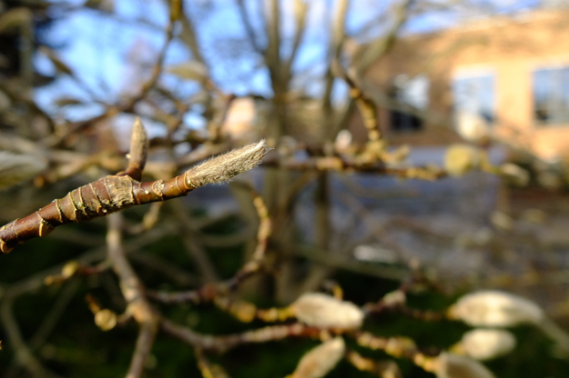 February close-up photo