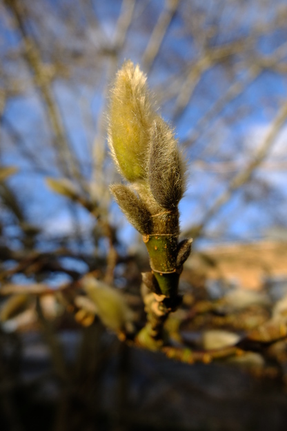 February close-up photo