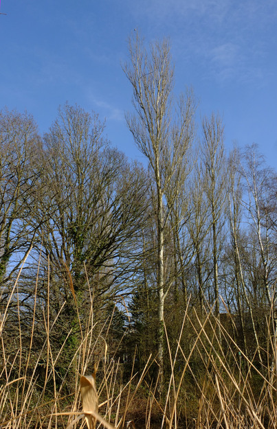February tree photo