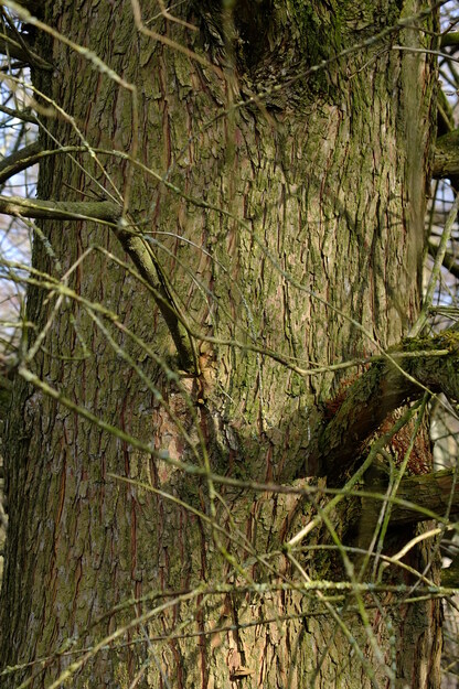 February close-up photo