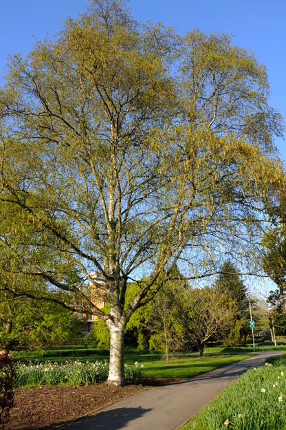 April tree photo