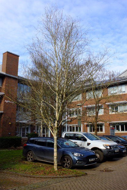 February tree photo
