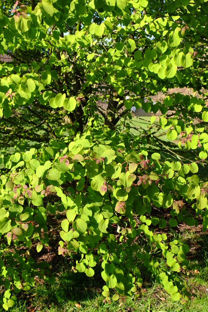 April close-up photo