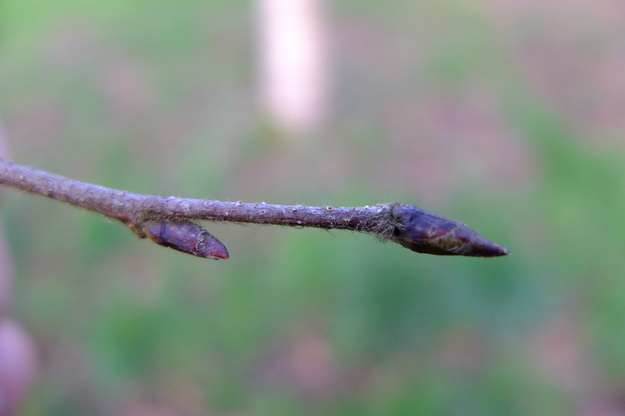 February close-up photo