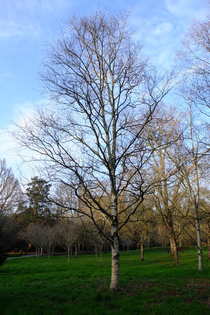 February tree photo