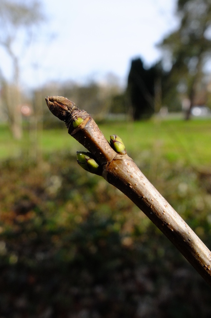 February close-up photo