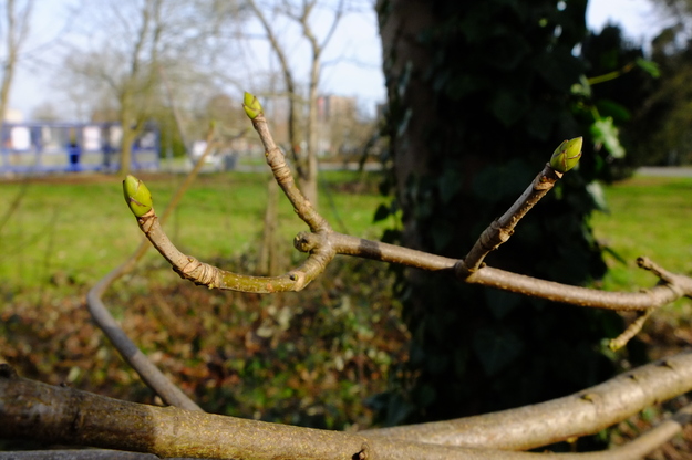 February close-up photo