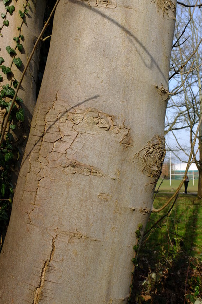 February close-up photo