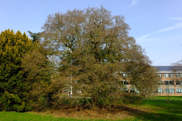 February tree photo