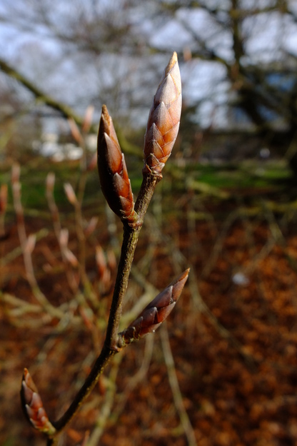 February close-up photo