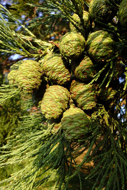 February close-up photo