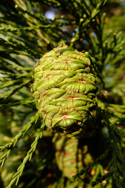 February close-up photo