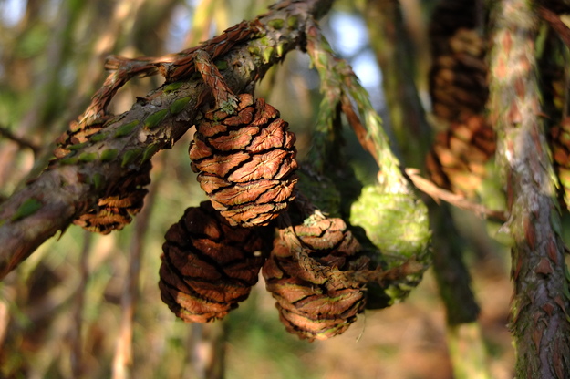 February close-up photo
