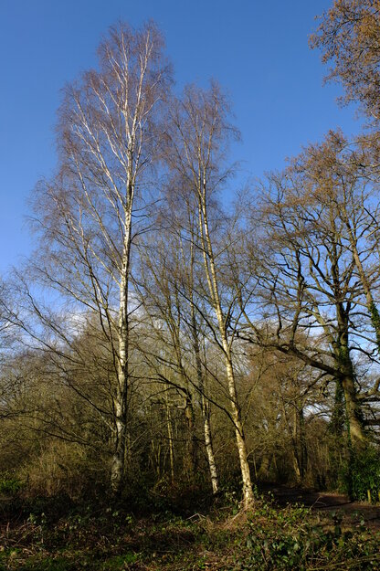 March tree photo
