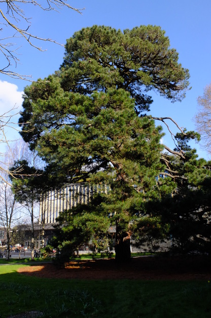 Photo of Pinus radiata