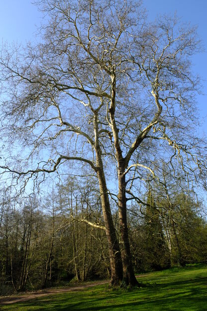April tree photo