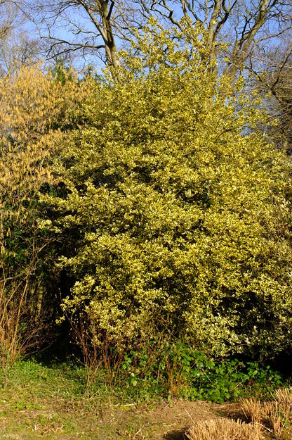 Harris Garden tree photo