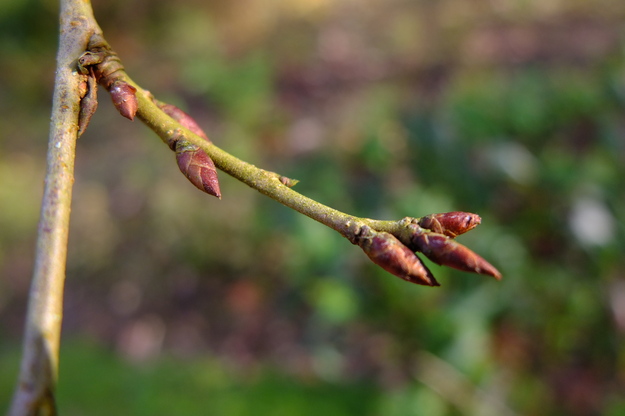 March close-up photo
