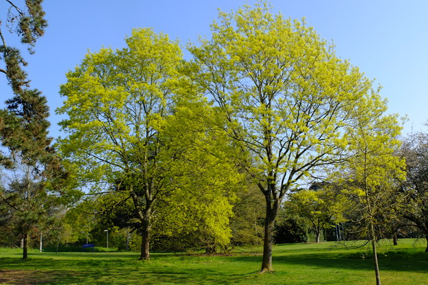 April tree photo