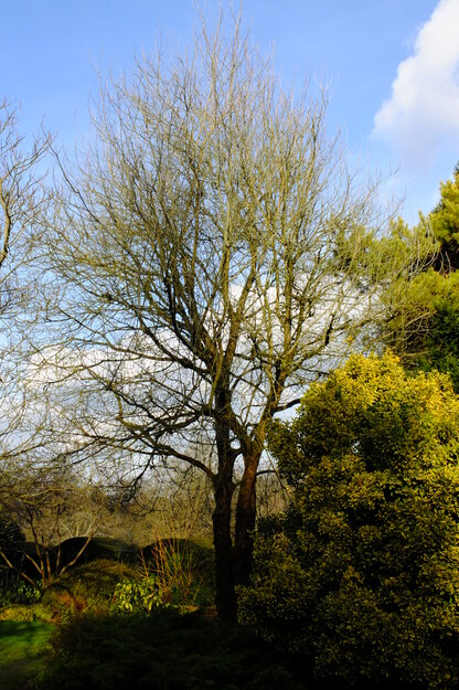 March tree photo