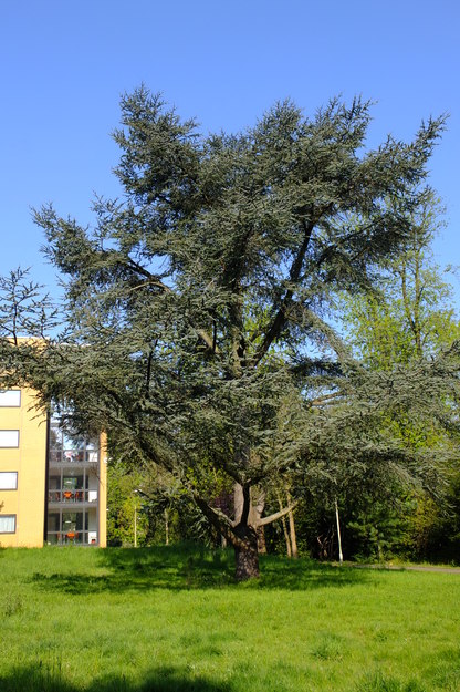 Foxhill tree photo