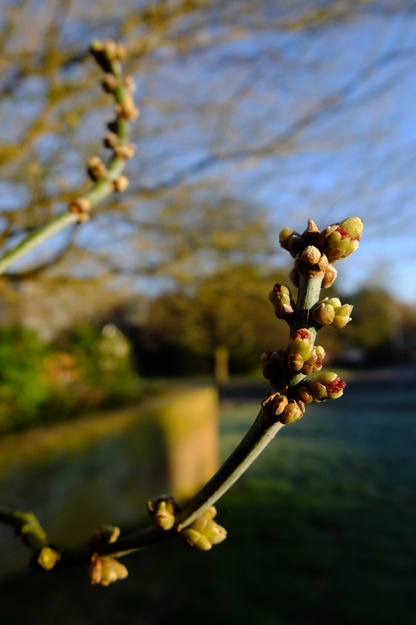 March close-up photo