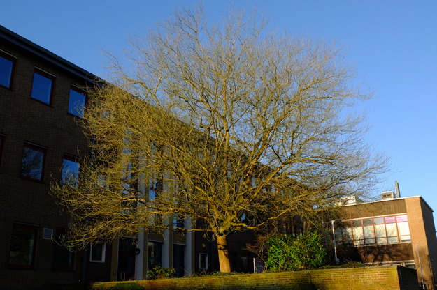 March tree photo