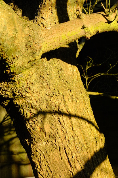 March close-up photo
