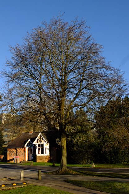 March tree photo