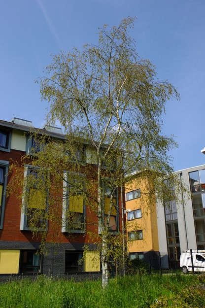 April tree photo